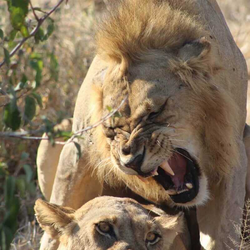 Ruaha-Nationalpark