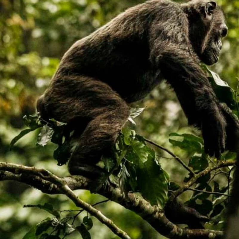 Ruanda