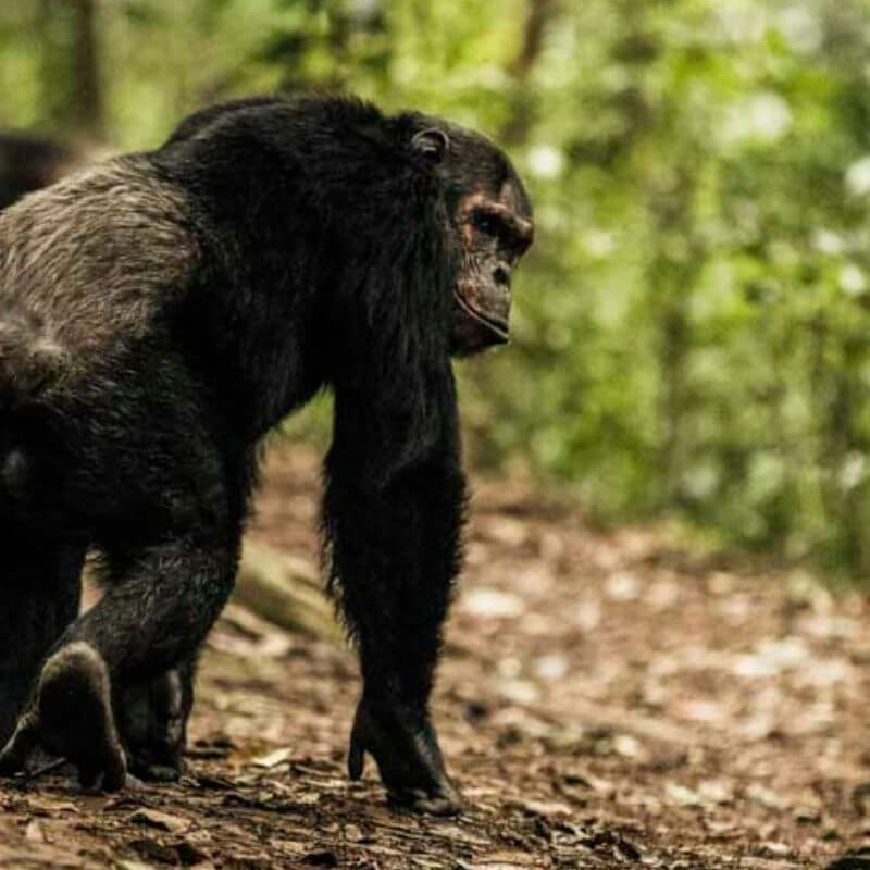 Ruanda
