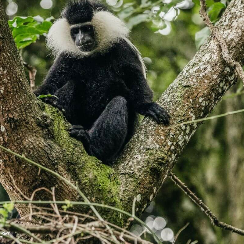 Ruanda