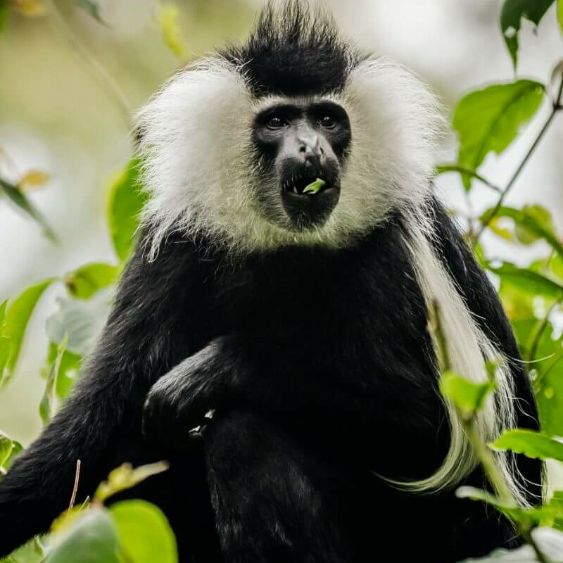 Ruanda