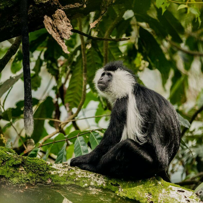 Ruanda