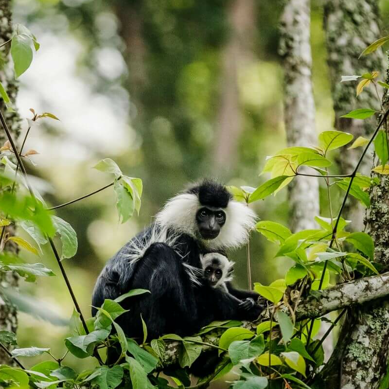 Ruanda