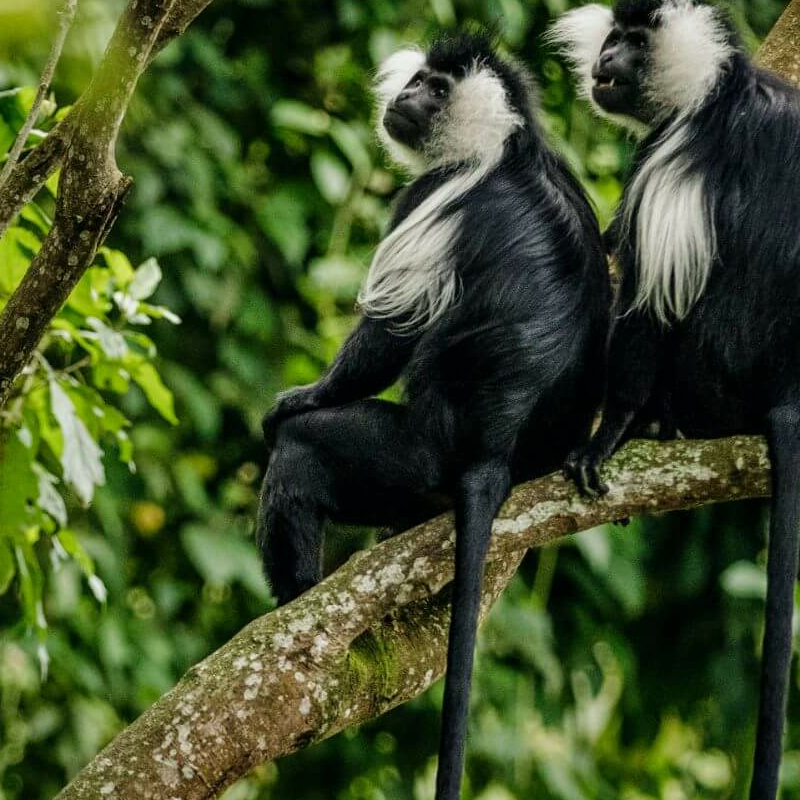 Ruanda