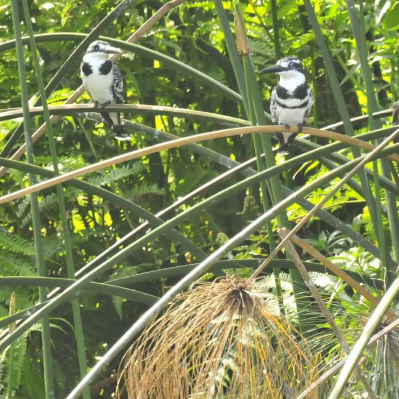 Rubondo Island