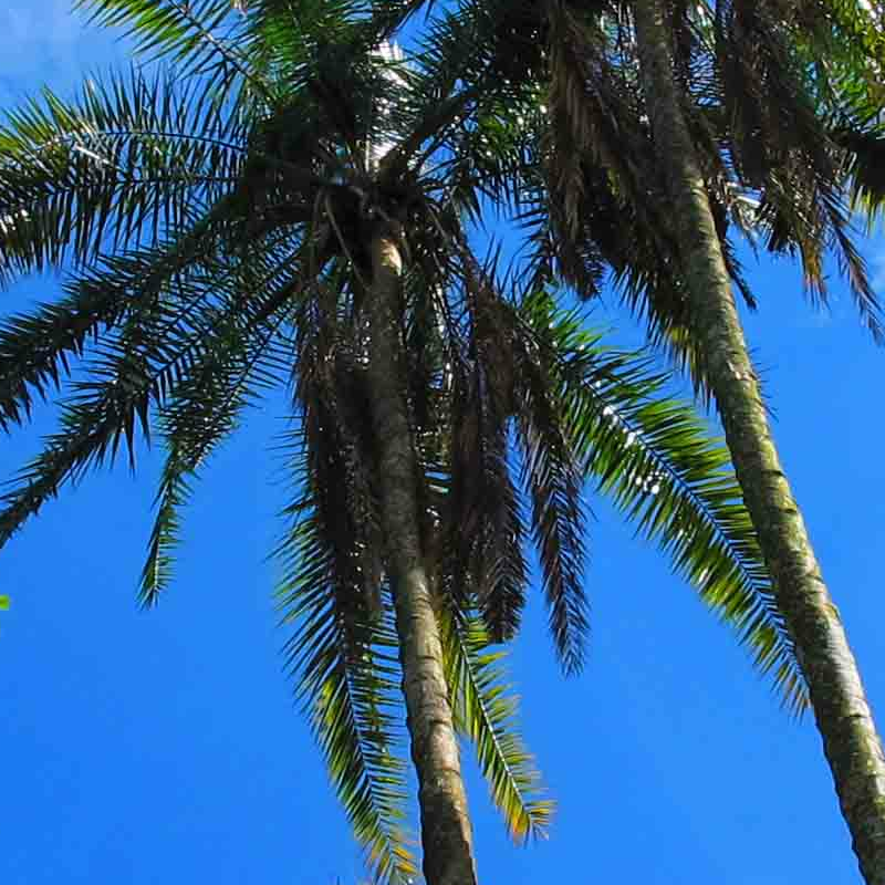 Rubondo Island