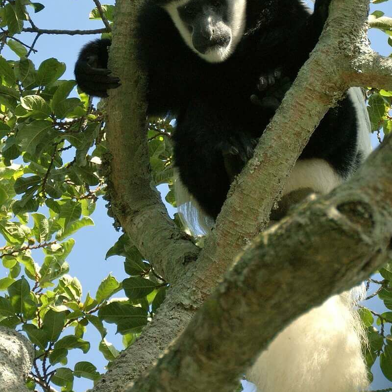 Rubondo Island