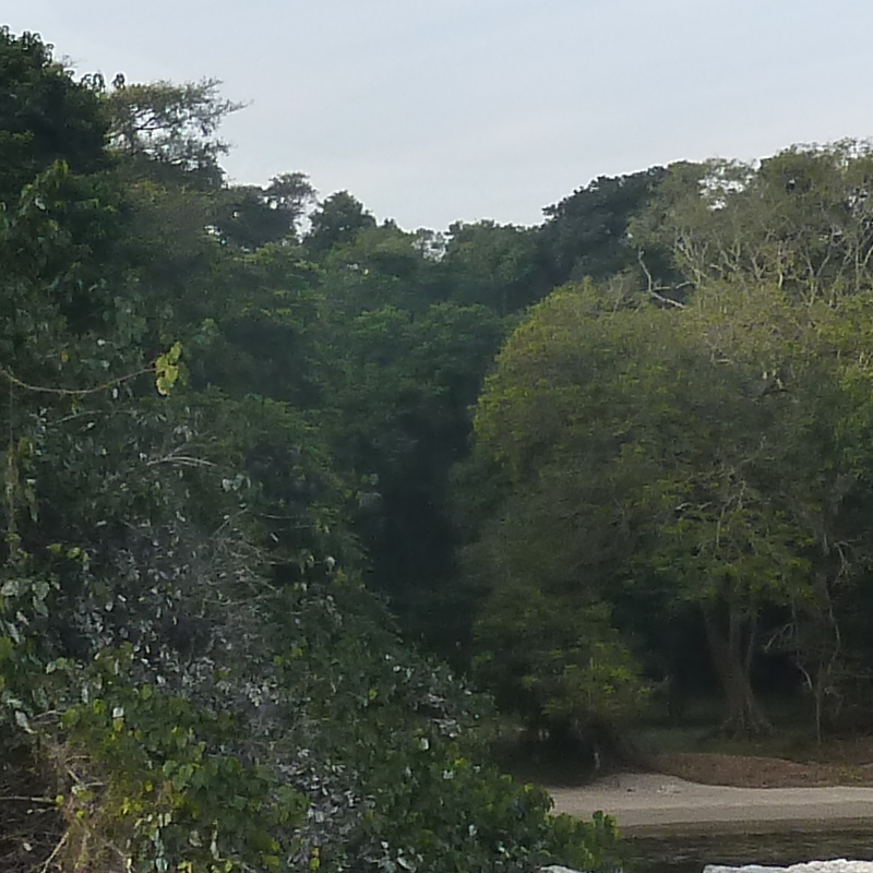Rubondo Island