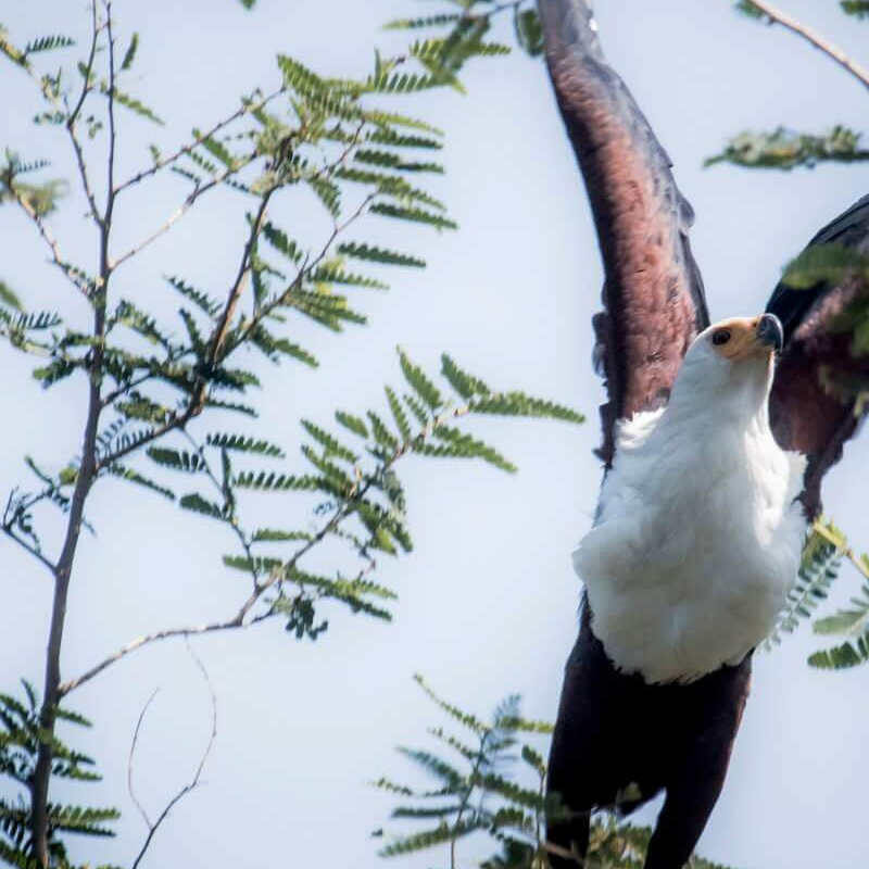 Rubondo Island
