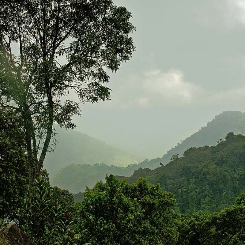 Ruwenzoris