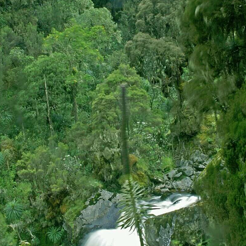 Ruwenzoris