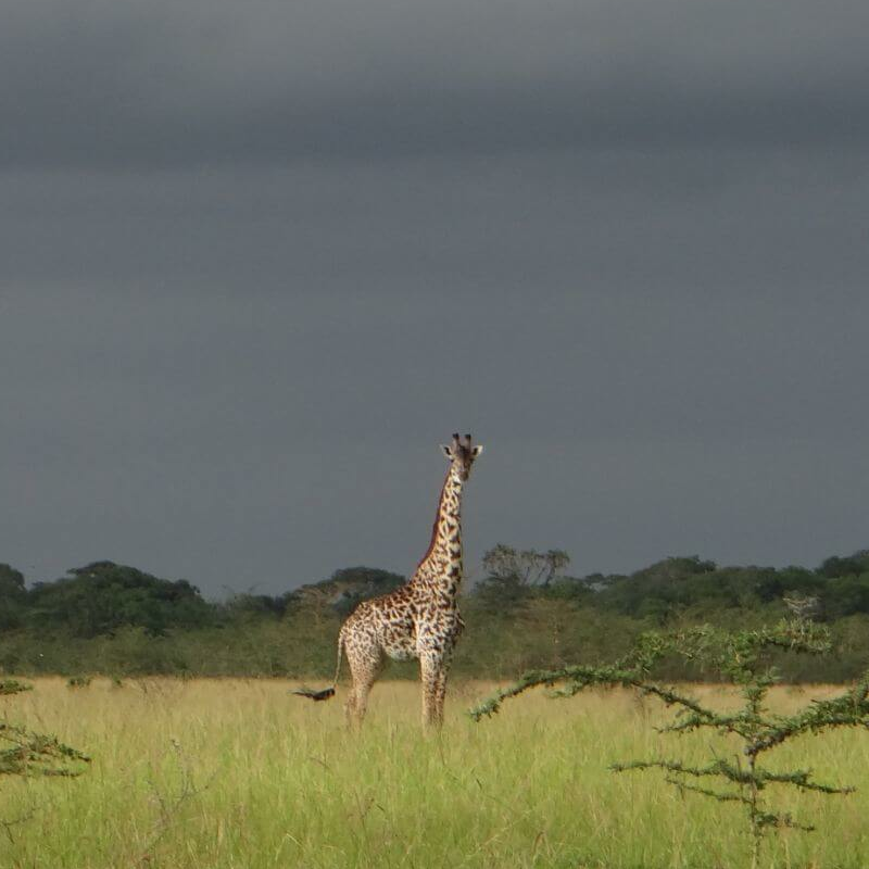 Saadani Nationalpark