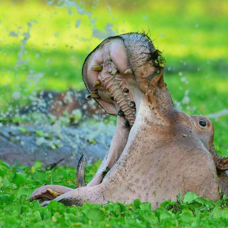 Sambia