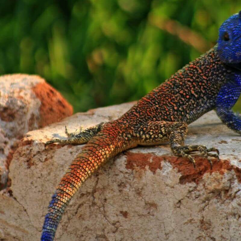 Sambia