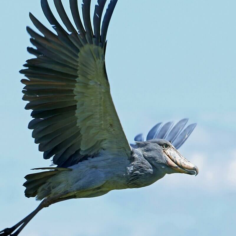 Sambia
