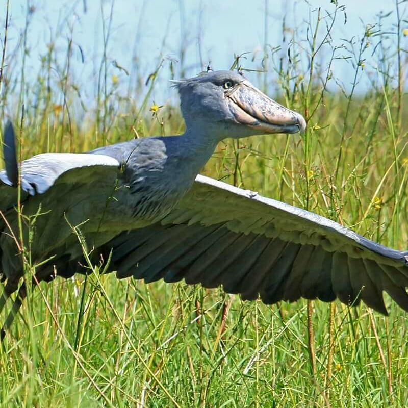 Sambia