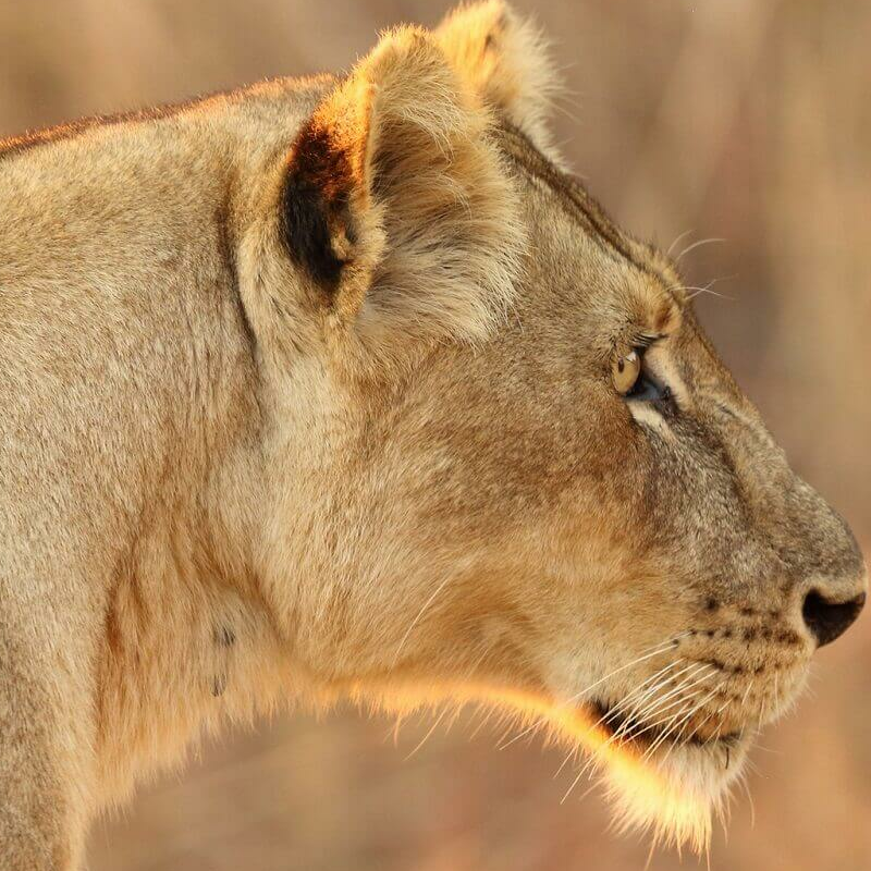 Sambia