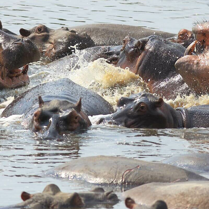 Sambia