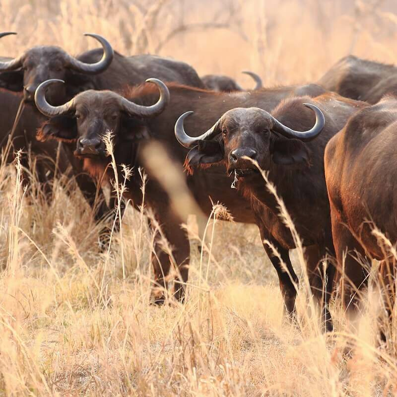 Sambia