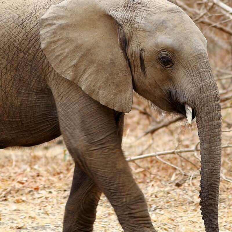 Sambia