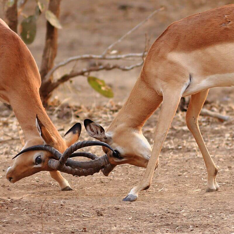 Sambia