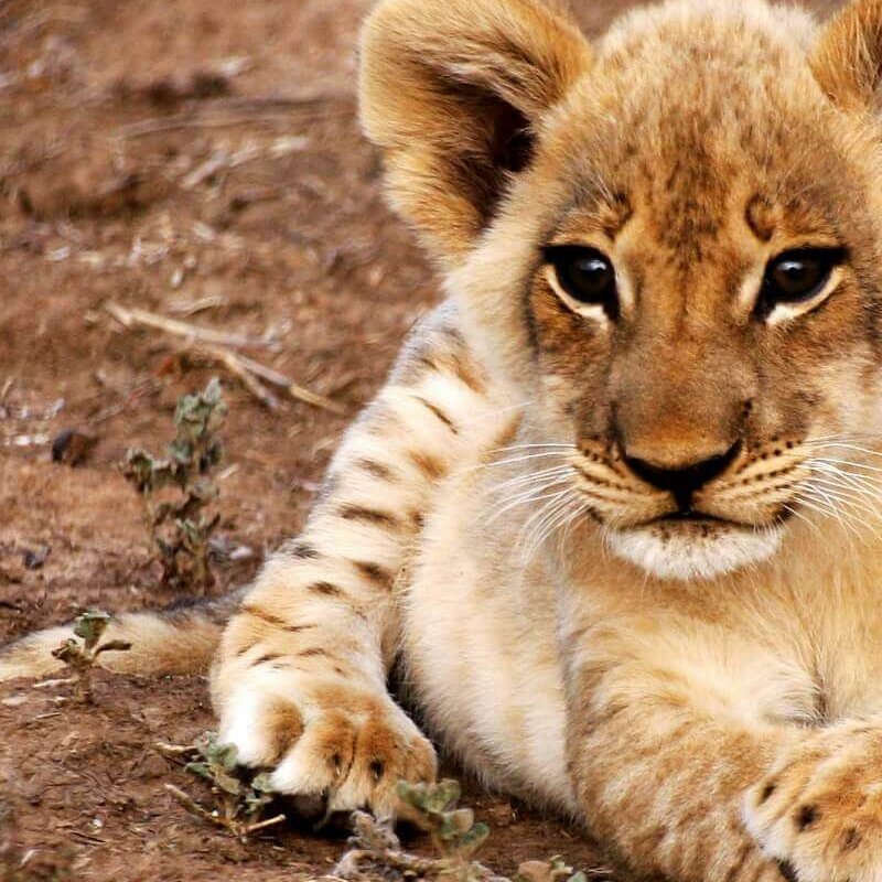 Sambia