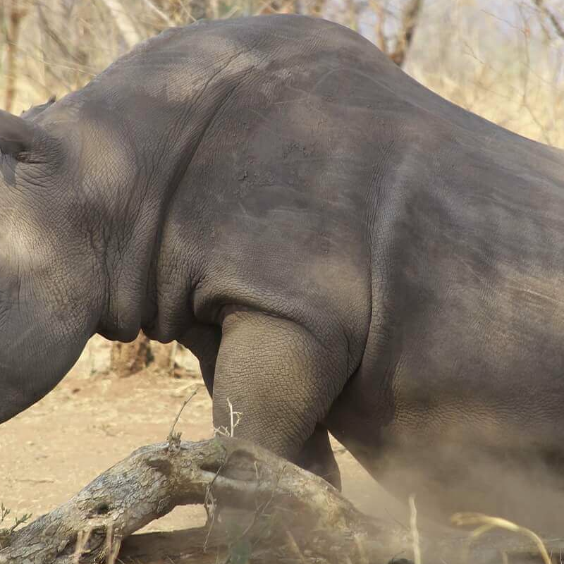 Sambia