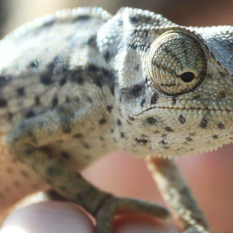 Sambia