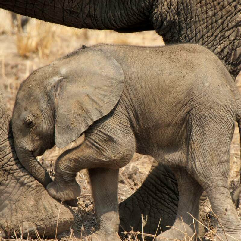 Sambia