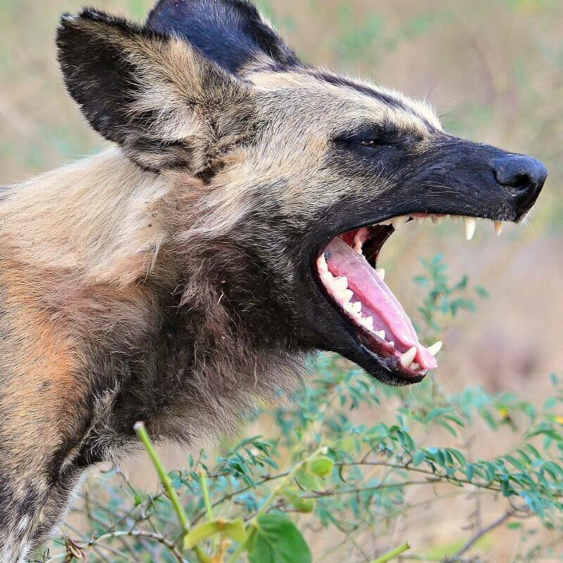 Sambia