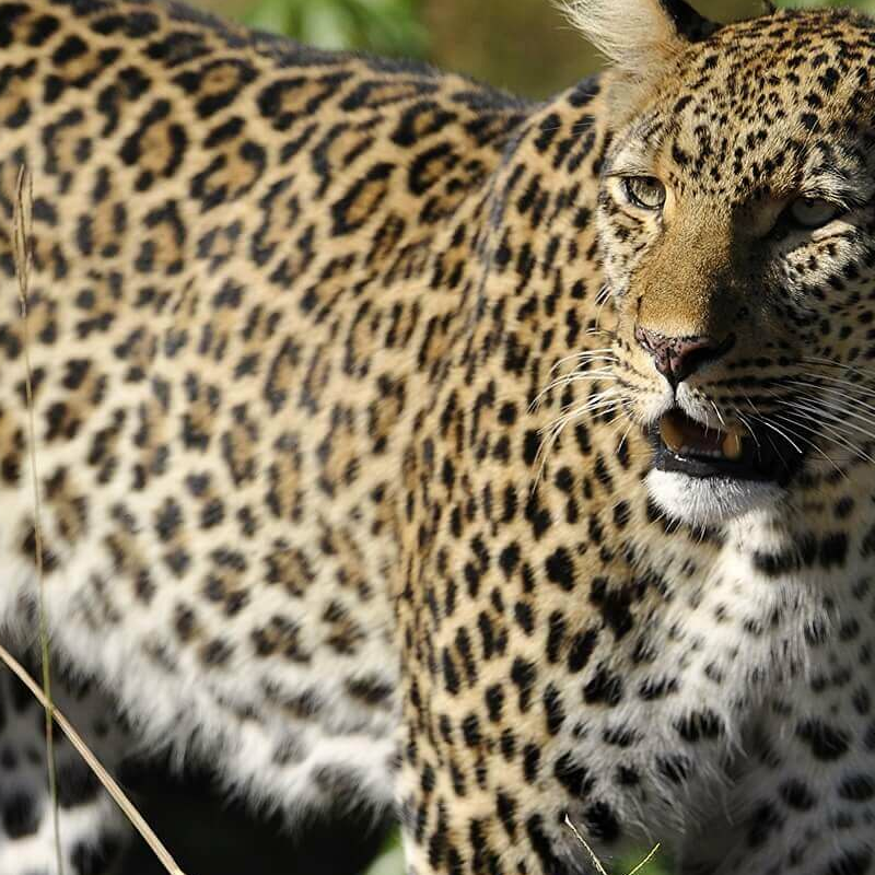 Sambia