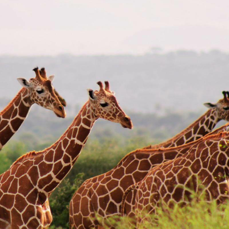 Samburu Nationalpark
