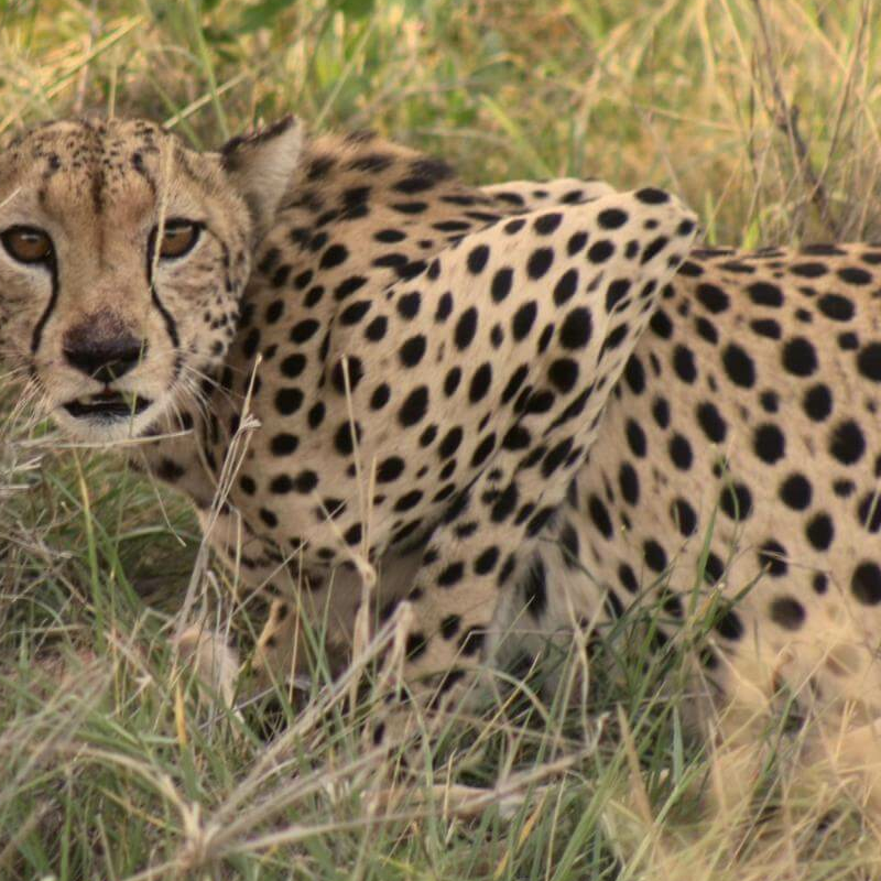 Samburu Nationalpark