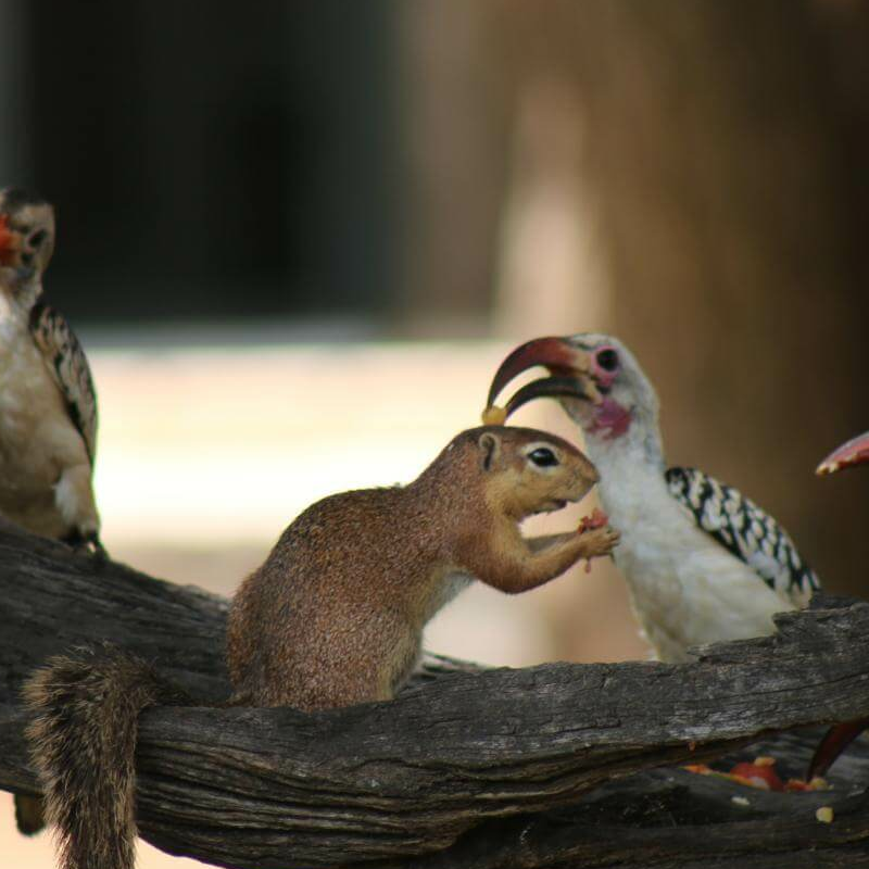 Samburu Nationalpark