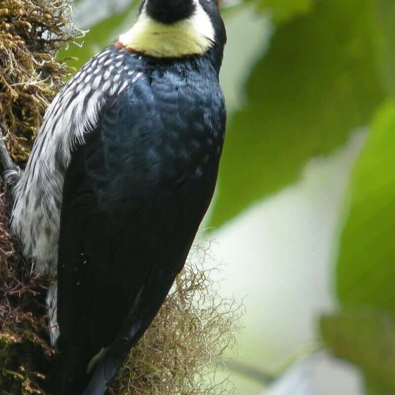 Costa Rica Grand Safari