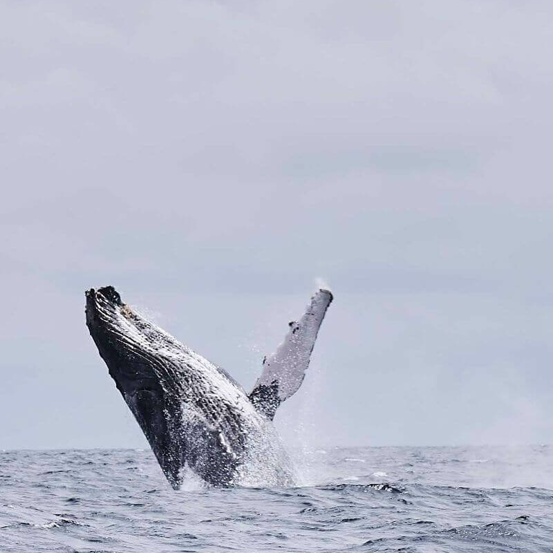 Gabun Loango Safari mit Sao Tome und Principe
