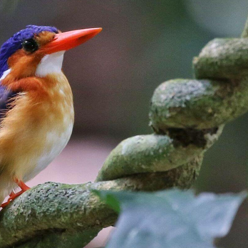 Gabun Loango Safari mit Sao Tome und Principe