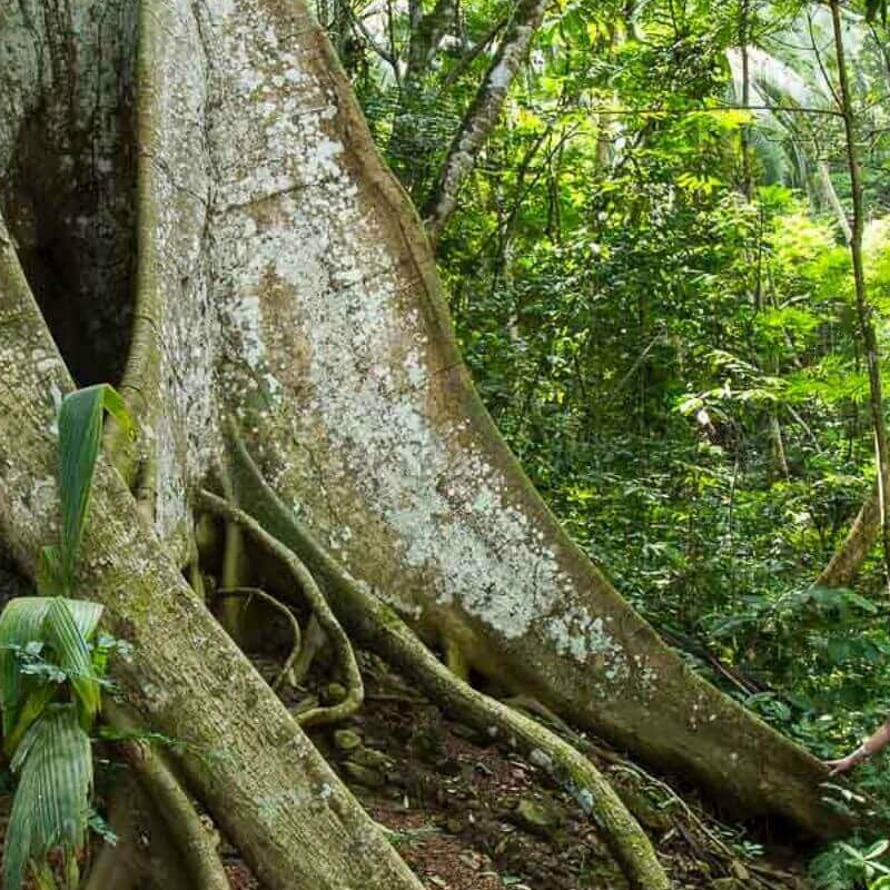 Gabun Loango Safari mit Sao Tome und Principe