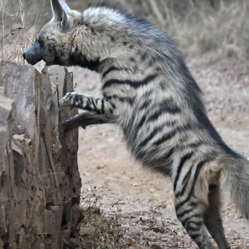 Sariska-Nationalpark