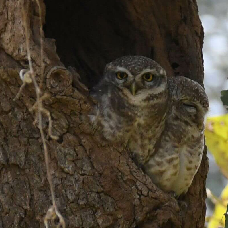 Sariska-Nationalpark