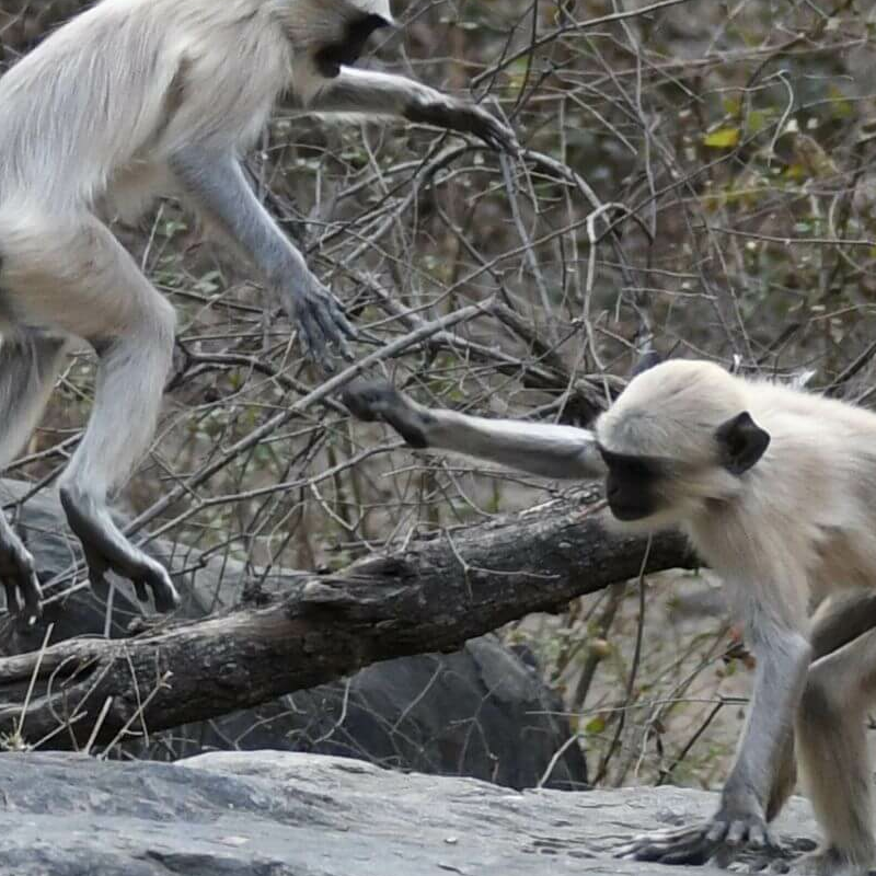 Sariska-Nationalpark