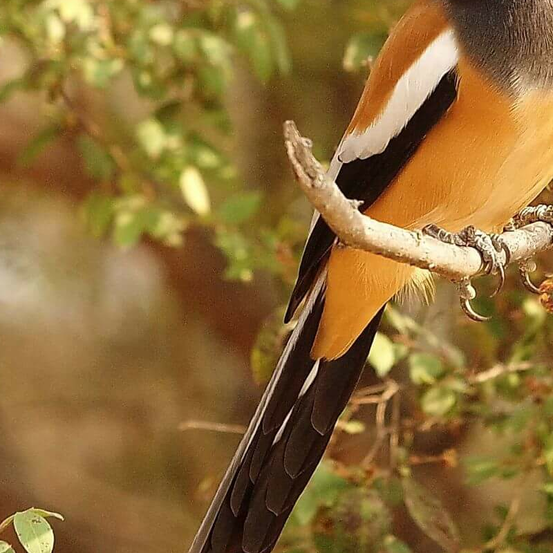 Sariska-Nationalpark