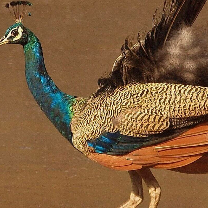Sariska-Nationalpark