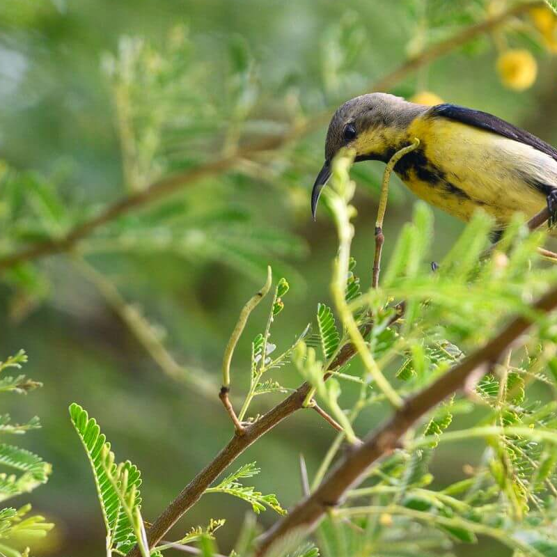 Sariska-Nationalpark