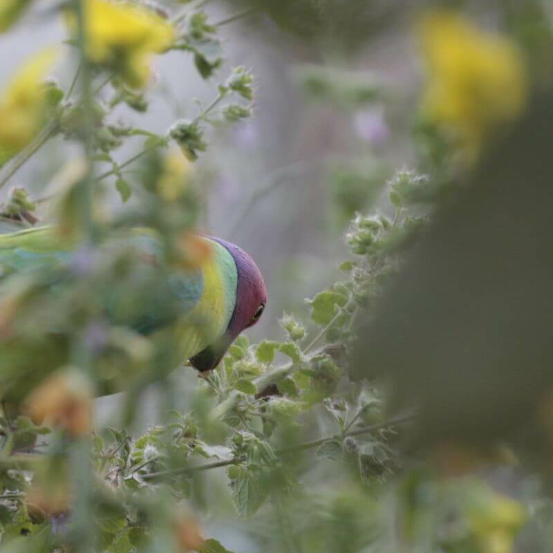 Sariska-Nationalpark