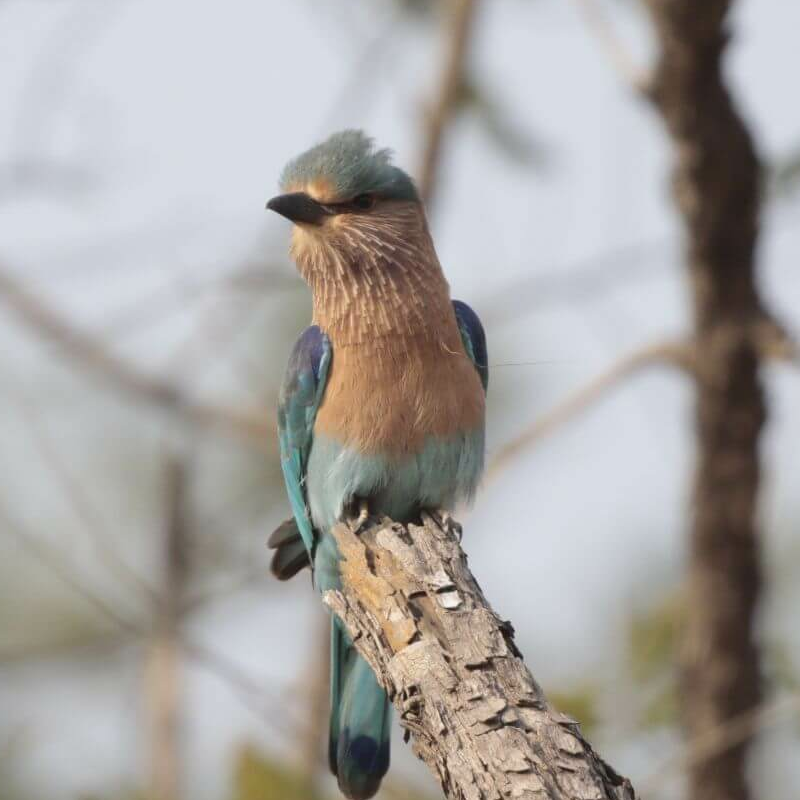 Sariska-Nationalpark