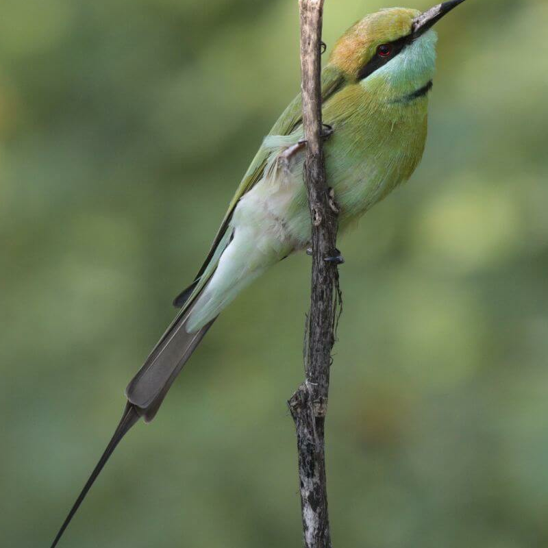 Sariska-Nationalpark