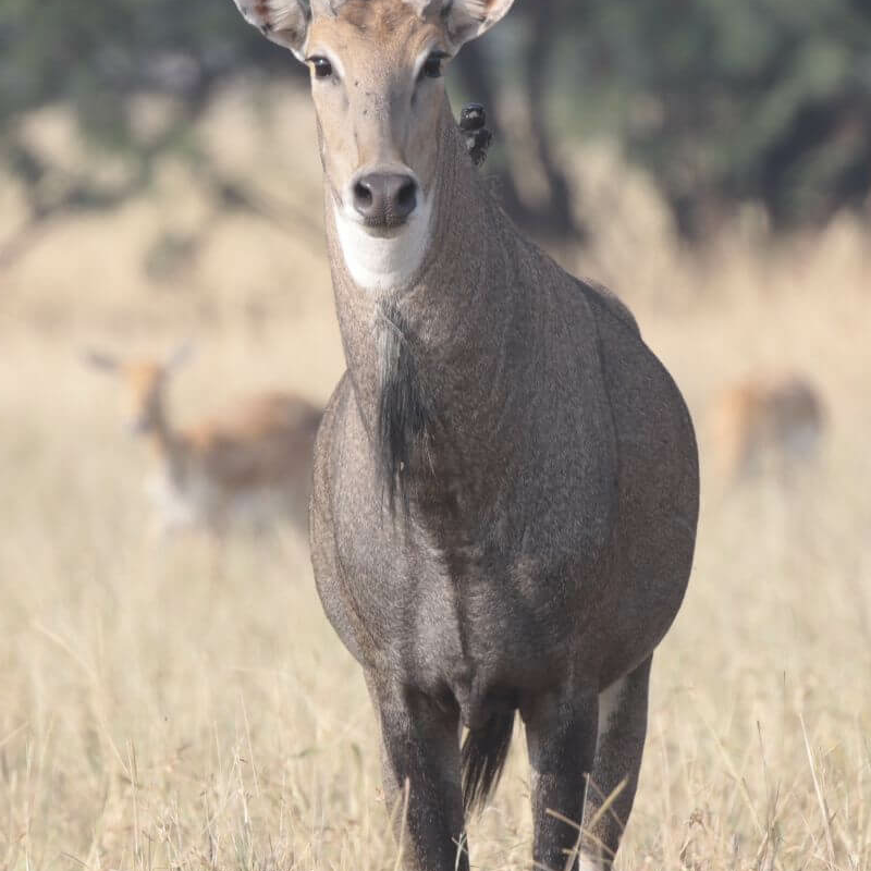 Sariska-Nationalpark