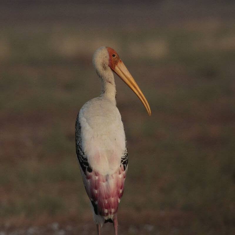 Sariska-Nationalpark