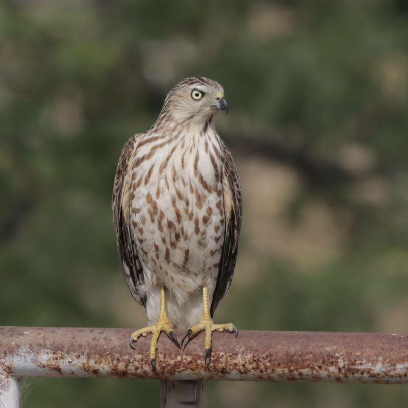 Sariska-Nationalpark